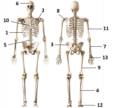 06011ylm-ea61-381x360.png