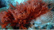 06011zgb-f6d6-176x98.png