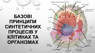 Базові принципи синтетичних процесів у клітинах та організмів.