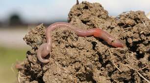 Гідри. Жалкі. Черви.