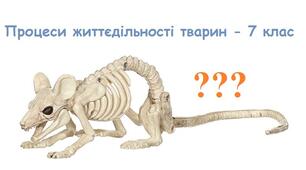 Процеси життєдіяльності тварин