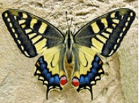 06012bu5-4cfa-202x150.png