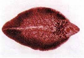 Сисун печінковий, або фасціола (Fasciola hepatica) - Тип Плоскі черви Plathelminthes - Медична гельмінтологія - БІОГЕОЦЕНОТИЧНИЙ РІВЕНЬ ОРГАНІЗАЦІЇ ЖИТТЯ ТА МІСЦЕ ЛЮДИНИ В НЬОМУ - МЕДИЧНА БІОЛОГІЯ - підручник