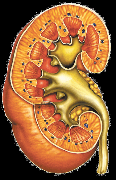 06012dax-97be-376x582.png