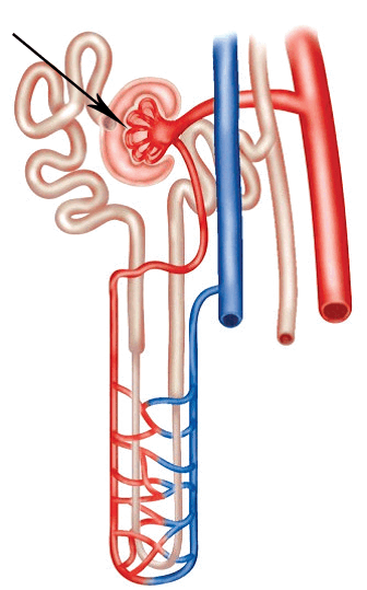 06012dcf-8461-336x539.png