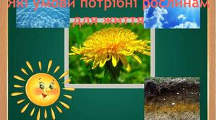 Що потрібно рослинам? 