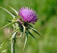 Thistle - Wikipedia