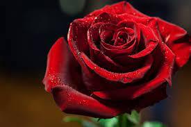 How to Say Rose in Different Languages | 1800Flowers Petal Talk
