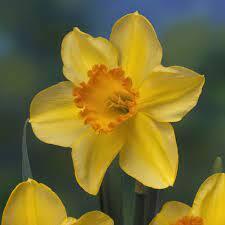 Lothario Daffodil Bulbs | Buy Online | Boston Bulbs