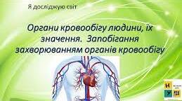 Органи кровообігу людини, їх значення. 