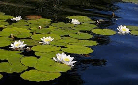 06012vmu-aa81-285x176.png
