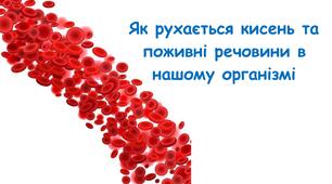 Презентація на тему "Як рухається кисень та поживні речовини в нашому організмі" 5 кл НУШ