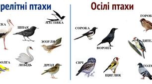 Перелітні та зимуючі птахи України