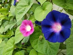 0601351s-315a-240x180.jpg