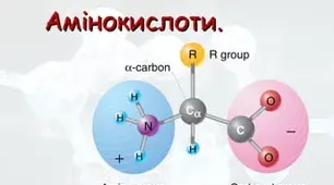Амінокислоти