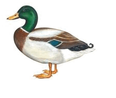 060139hy-1fb8-228x192.png