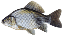060139n2-e0d5-217x123.png