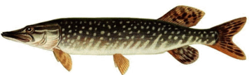 060139oy-b8dd-356x108.png