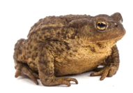 060139ps-4c2d-245x171.png