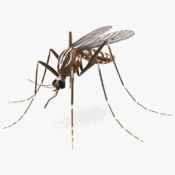 060139s0-0c7d-175x175.png