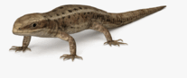 060139so-9085-207x87.png
