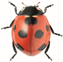 06013a2c-e705-123x121.png