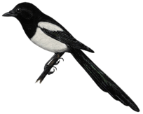 06013a32-8a92-204x163.png