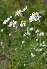 06013a4f-d1e9-185x273.jpg