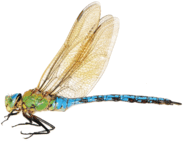 06013a52-354d-184x141.png