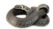 06013a6o-5473-174x95.png
