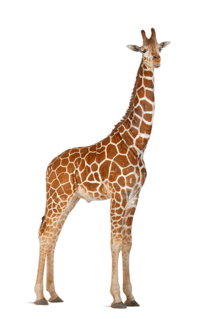 06013a7v-c06a-210x319.png
