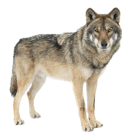 06013a9c-d509-200x196.png