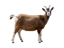 06013a9w-6bad-248x186.png