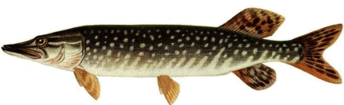 06013abu-6360-344x105.png