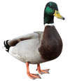 06013aet-bec7-100x115.png