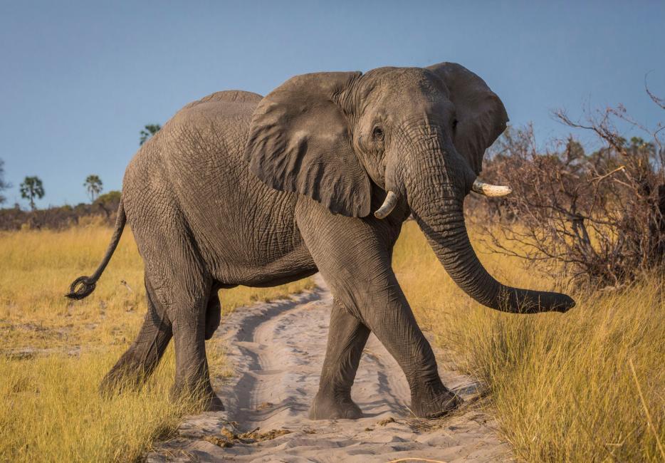 African elephant: strong, smart, but vulnerable | WWF
