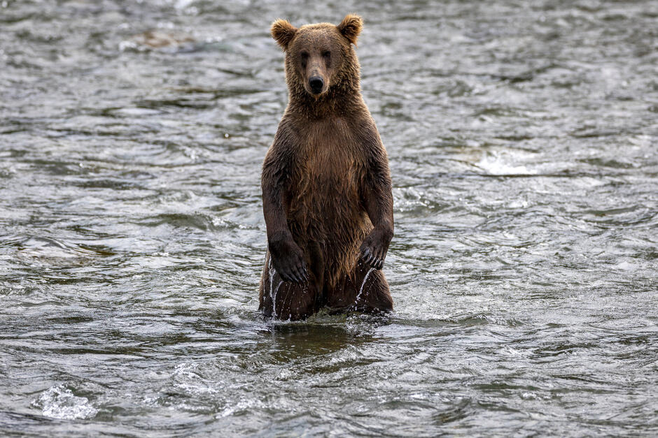 Bears Are Having a Moment - The New York Times