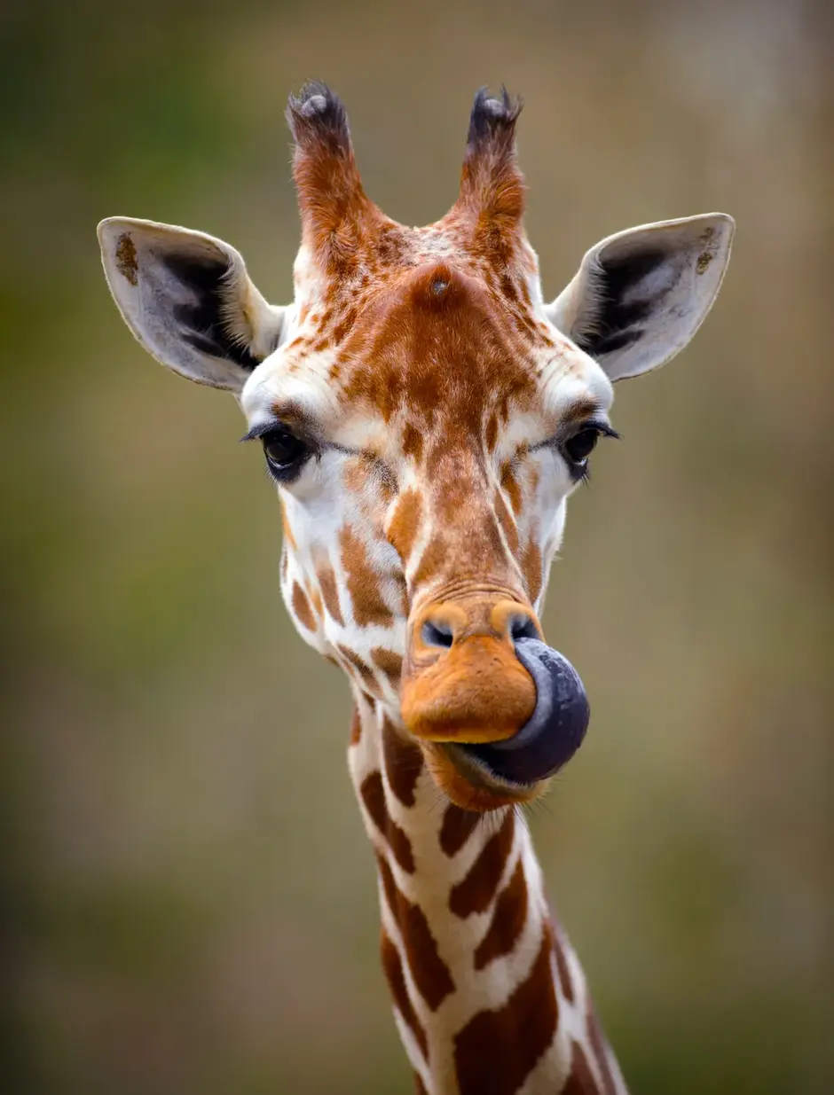 Giraffe guide: species facts, lifespan and habitat - Discover Wildlife