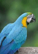 06013ck7-dfa7-123x174.png