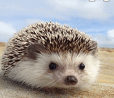 06013g0j-82c1-166x143.png