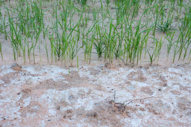 Plántulas De Arroz Y El Suelo Con Sal Foto de stock y más banco de imágenes de Tierra - Tierra, Solución salina, Agricultura - iStock