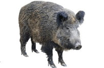 06013hrc-f797-204x135.png