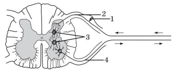06013i44-8164-600x248.jpg
