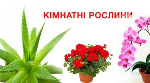 Кімнатні рослини. 