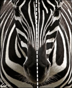 06013nqk-4731-234x283.png