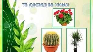 Кімнатні рослини та догляд за ними