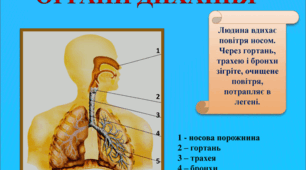 Органи дихання людини ( І. Жаркова) 
