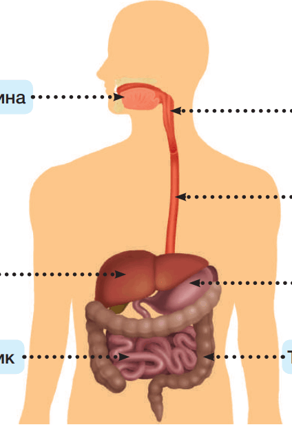 06013tut-5791-424x632.png