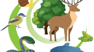 Діагностична робота. Досліджуємо тварин
