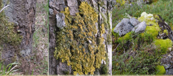060140ed-3544-603x267.png